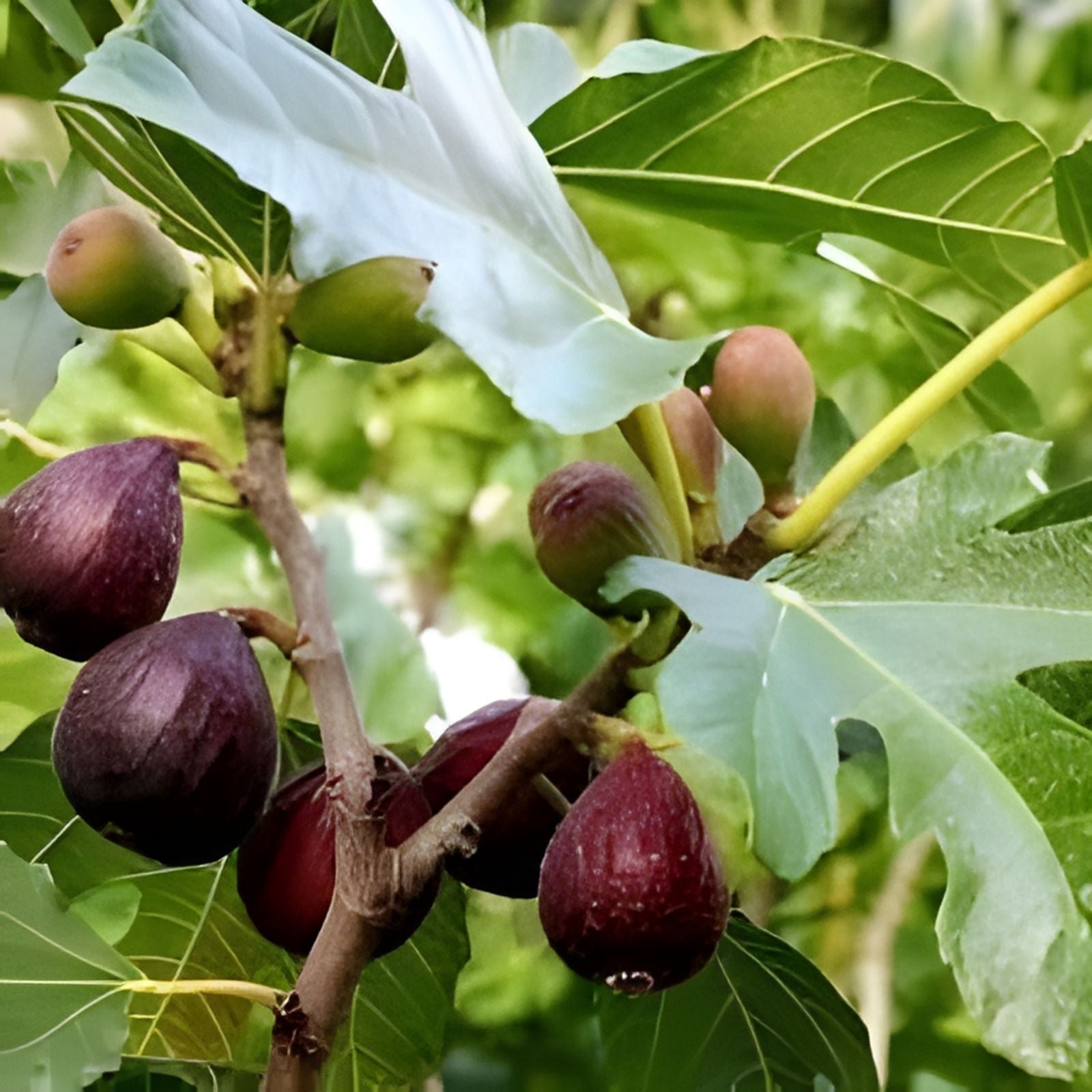 Black Madeira Fig Cutting - Ficus carica - Live Plant, Unrooted Fruit Tree, Garden, Patio, Starter Plant