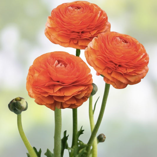 Orange Ranunculus Bulbs 10 Pack – Flowering Plant, Ranunculus asiaticus, Live Bulbs for Garden & Spring Blooming, Cut Flower Plant