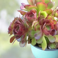 Rare Aeonium Durango Succulent Cuttings 2 Pack, Indoor Houseplant, Easy to Grow, Unique Foliage, Aeonium arboreum 'Durango'