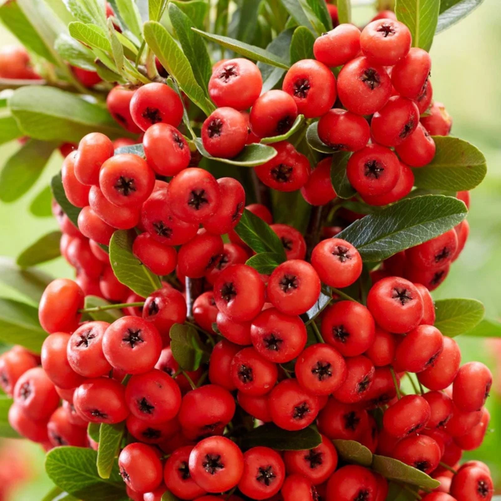 Scarlet Firethorn Seeds Pyracantha coccinea Live Plant Garden Shrub Bright Red Berries Landscaping Ornamental Bush