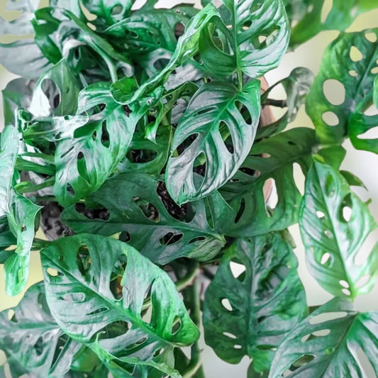 Monstera Adansonii Swiss Cheese Plant Cuttings – Indoor Outdoor Houseplant – 3 Live Starter Plants for Home Decor
