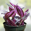 Tradescantia Nanouk Cutting 3-4" Rare Pink Wandering Jew Houseplant Live Plant for Home Decor