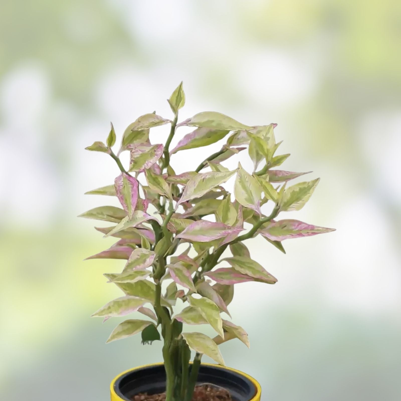 Devil's Backbone Cuttings - 10 Variegated Zig Zag Redbird Pedilanthus Tithymaloides Indoor Succulent Easy Care