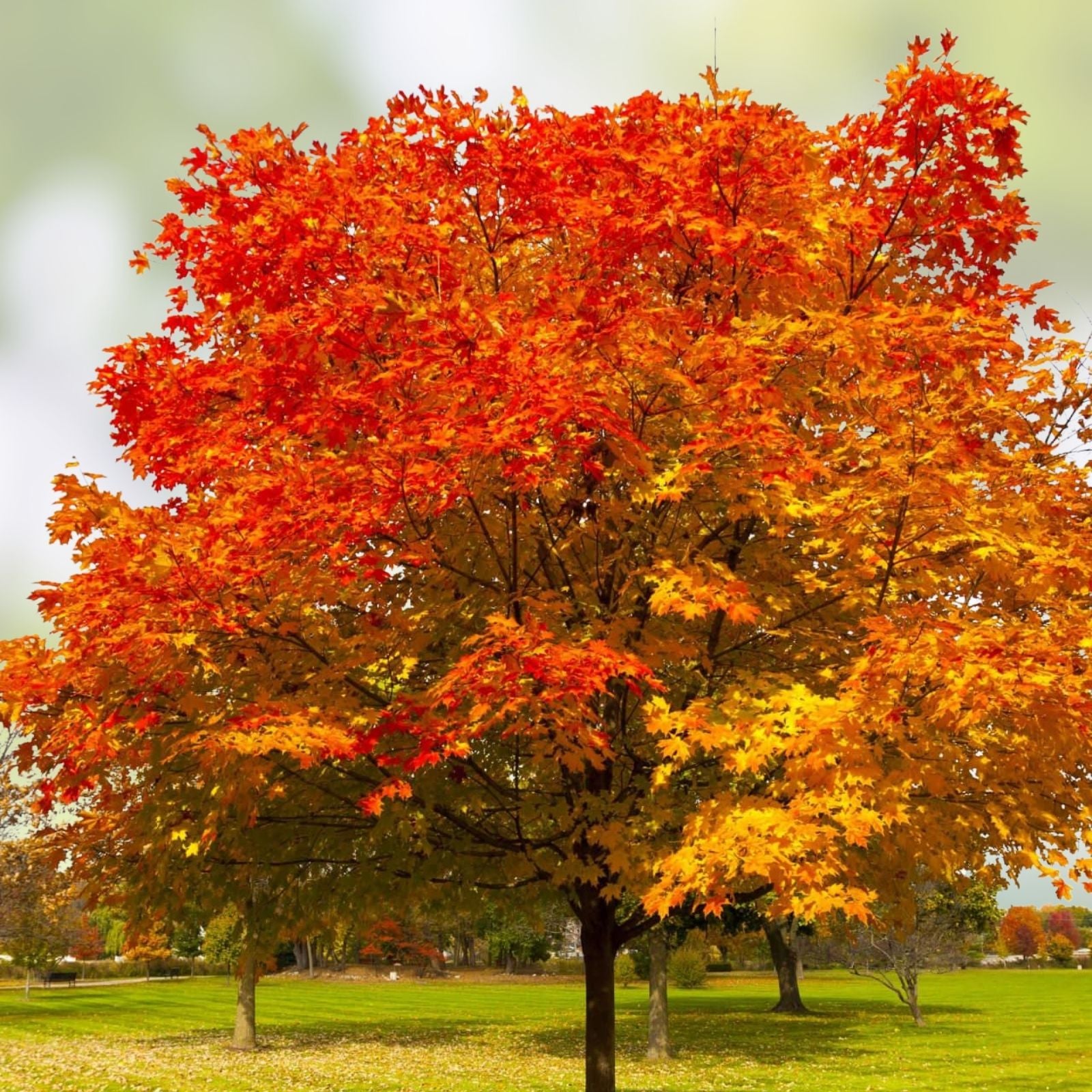 Northern Red Oak Live Plant Set of 2, Quercus rubra, 18-24 inches, native shade tree, landscaping, bare root, deciduous tree
