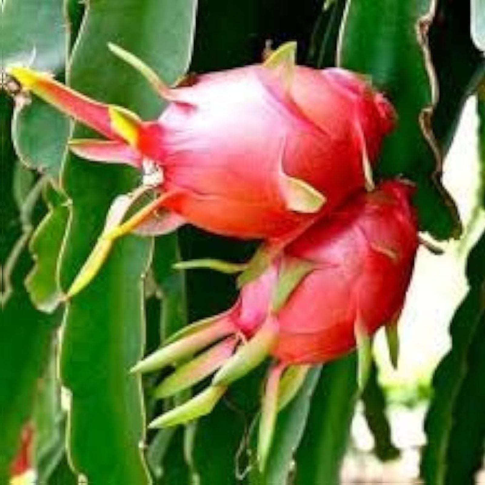 5 Pcs Dragon Fruit Cuttings White Pitaya Live Plant Starter Bare Root Hylocereus undatus