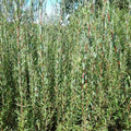 Dwarf Bamboo Plant Cuttings - Equisetum Horsetail Water Plant - Aquatic Garden Decor - Easy Care Indoor Outdoor