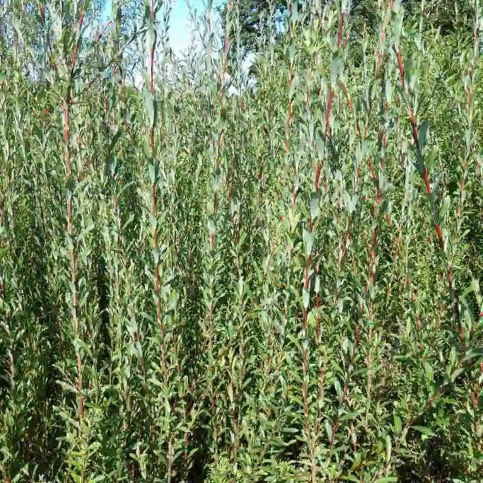 Dwarf Bamboo Plant Cuttings - Equisetum Horsetail Water Plant - Aquatic Garden Decor - Easy Care Indoor Outdoor