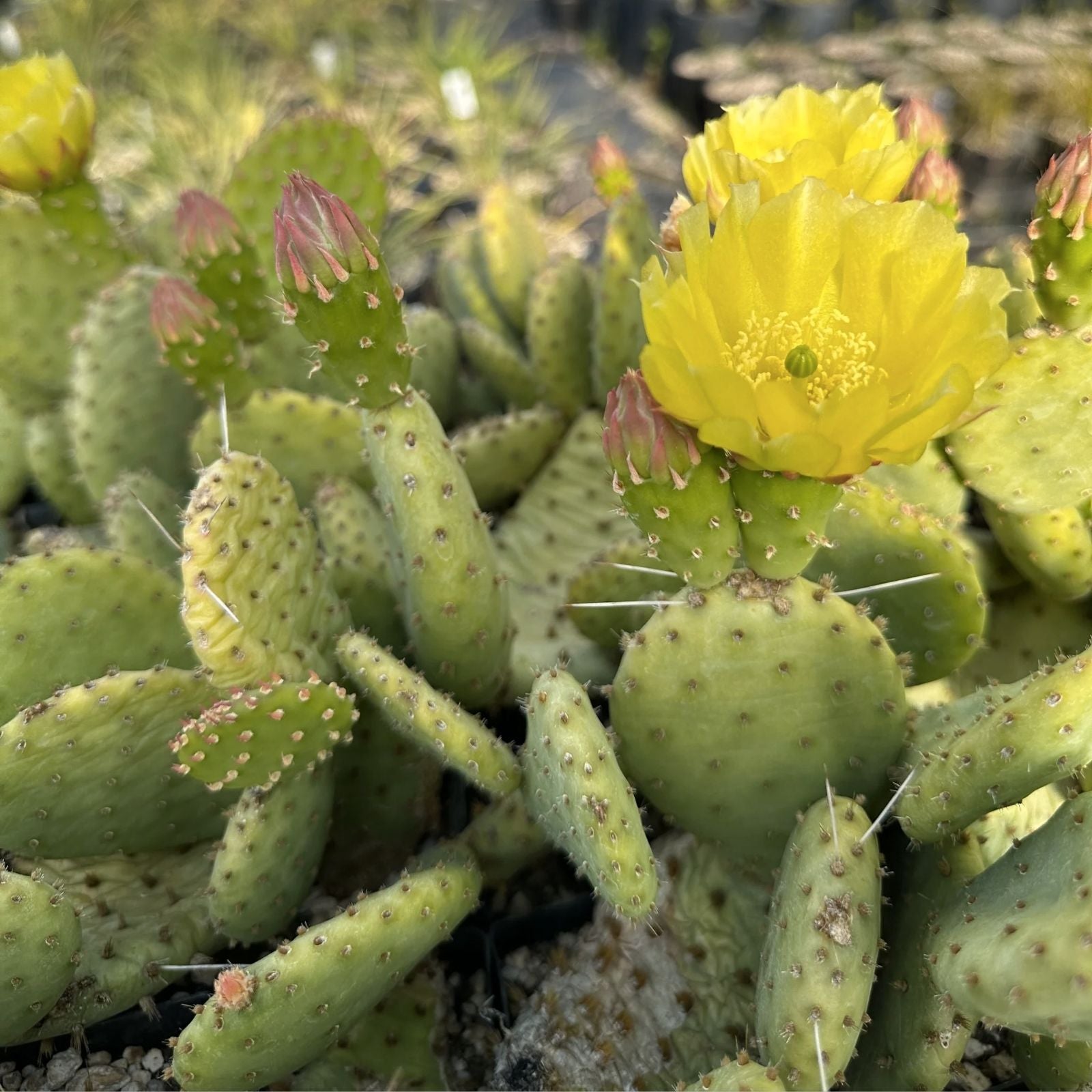 Opuntia macrorhiza Plains Prickly Pear Cactus Pad Cutting Succulent Live Plant Arizona 1 Piece