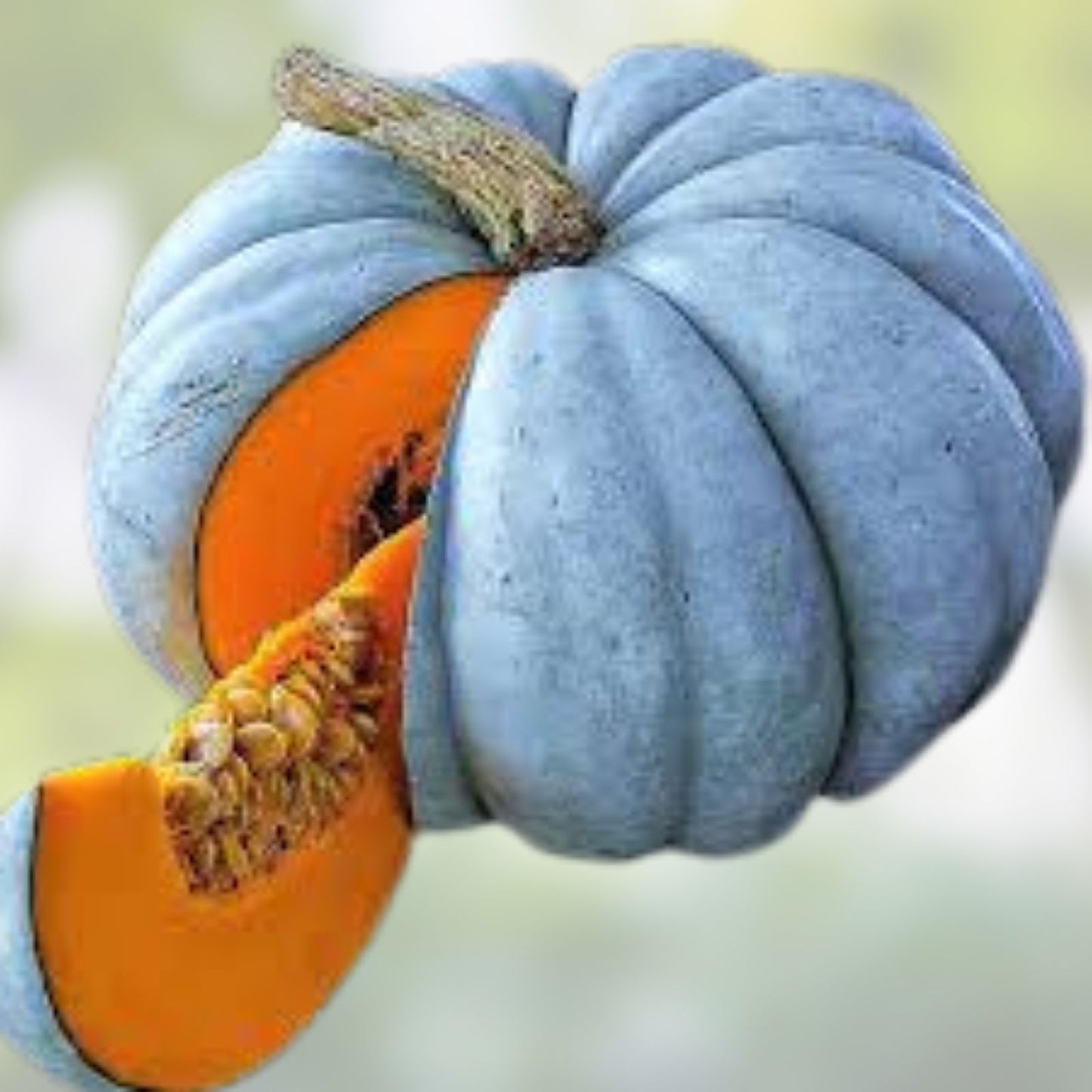 Jarrahdale Blue Pumpkin Seeds 10 Pack Organic Heirloom Pumpkin Seeds for Gardening, Live Plant, Starter, Bare Root, Houseplant