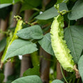 Wing Bean Seeds 20 Pack - Exotic Asian Vegetable Psophocarpus tetragonolobus for Easy Growing