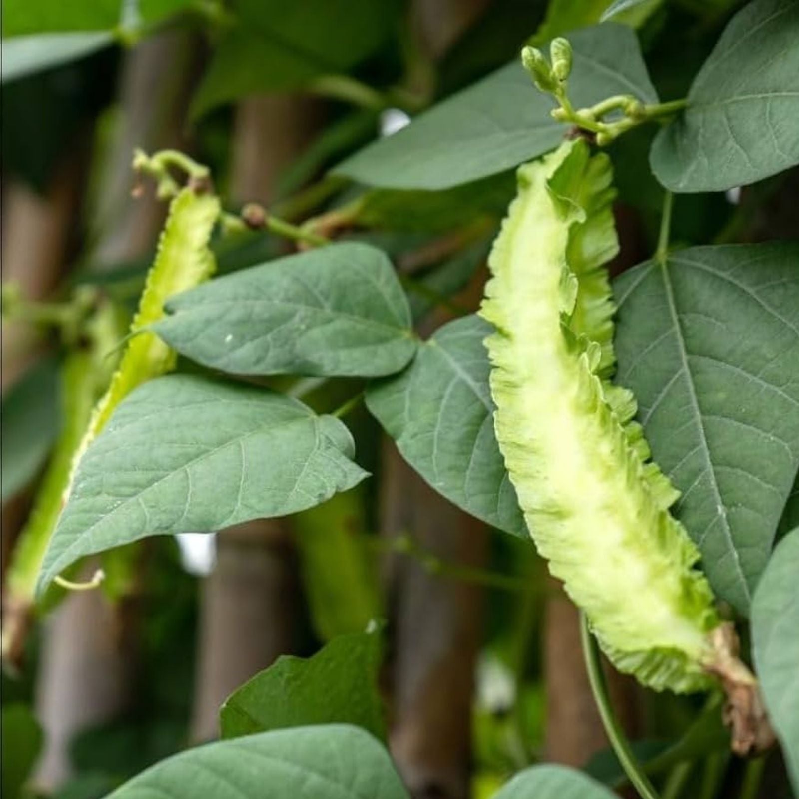 Wing Bean Seeds 20 Pack - Exotic Asian Vegetable Psophocarpus tetragonolobus for Easy Growing