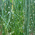 Rhipsalis baccifera Cuttings - Epiphytic Cactus Clippings with White Blooms - Live Houseplant Starter Plant