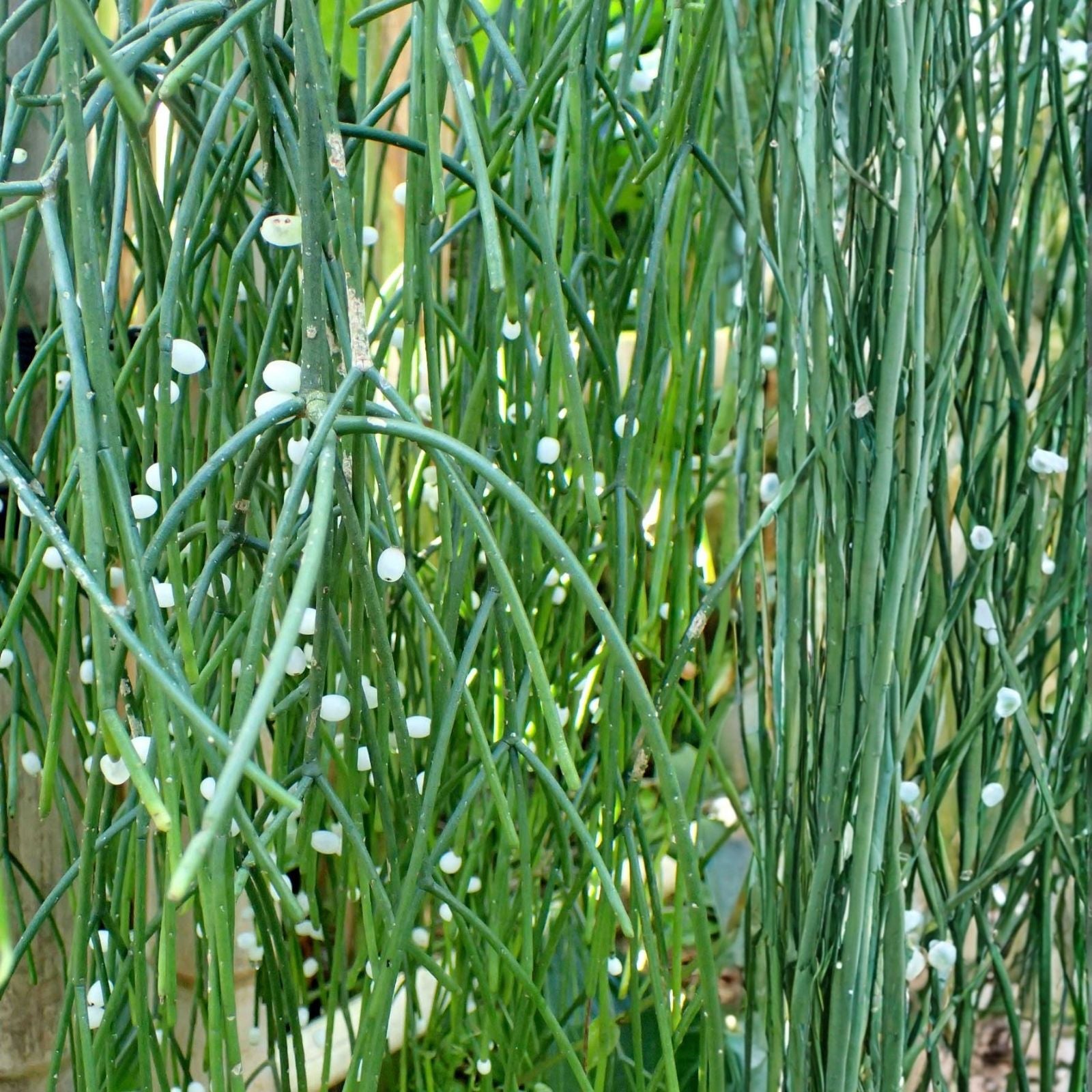 Rhipsalis baccifera Cuttings - Epiphytic Cactus Clippings with White Blooms - Live Houseplant Starter Plant