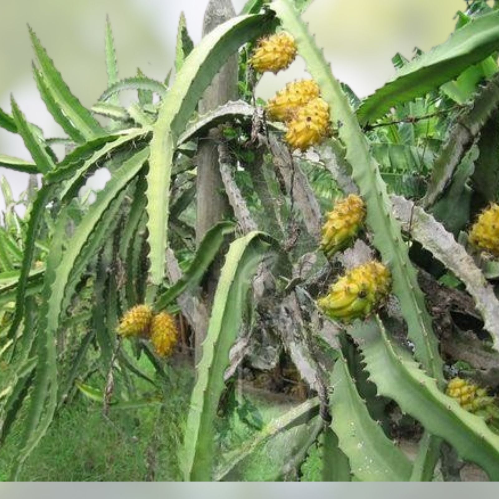 Yellow Dragonfruit Cuttings 3 Pack – Edible Hylocereus megalanthus Starter Plants Bare Root Cactus Propagation