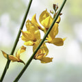Spanish Broom Seeds 20 Pack - Yellow Flowering Shrub - Spartium junceum - Live Plant, Cutting, Bare Root, Garden & Landscape