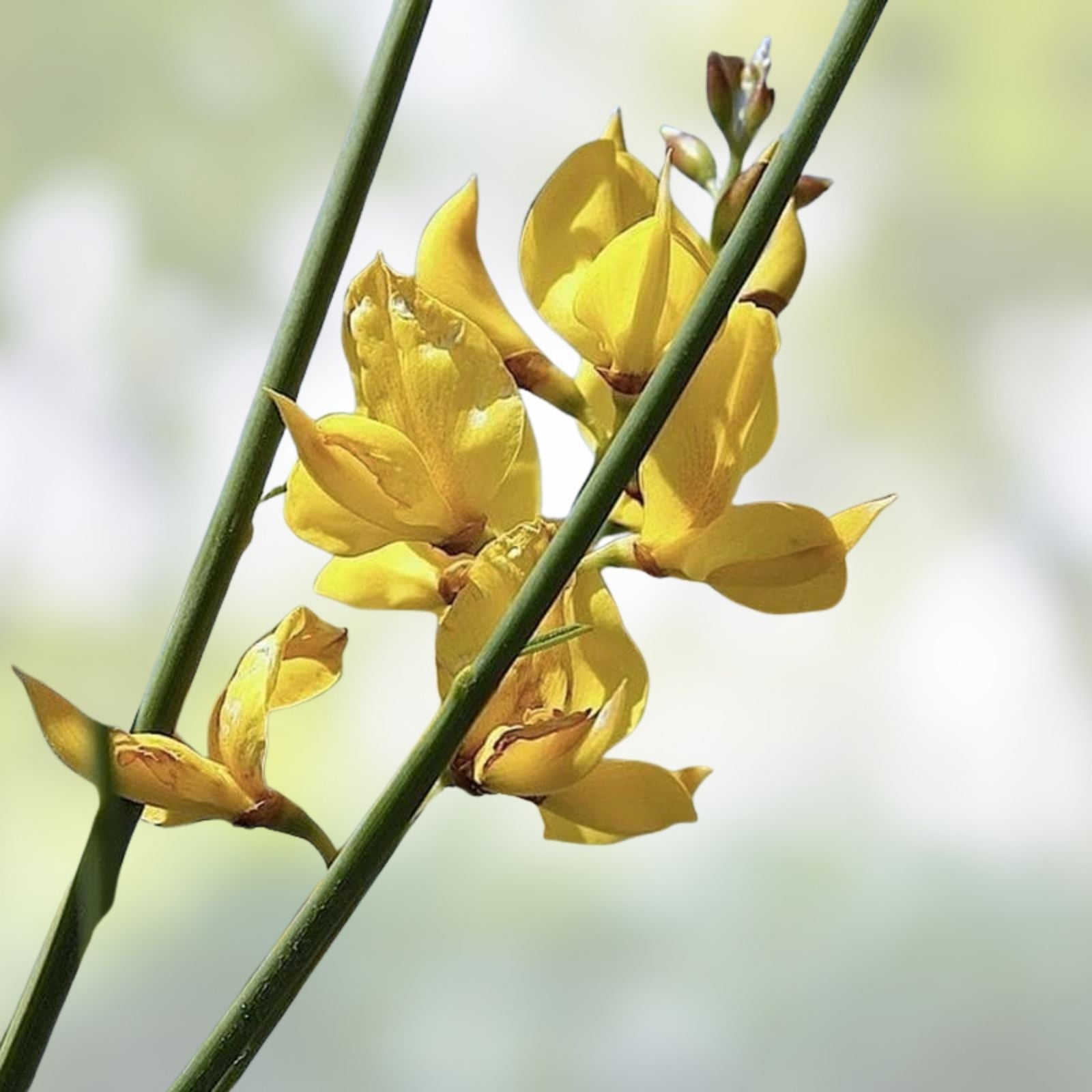 Spanish Broom Seeds 20 Pack - Yellow Flowering Shrub - Spartium junceum - Live Plant, Cutting, Bare Root, Garden & Landscape