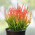 Euphorbia Tirucalli Cuttings | Pencil Cactus Plant | Fire Stick Flame Succulent | Euphorbia tirucalli | Fast Shipping