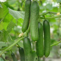 Cucumber Seeds Heirloom Non-GMO Marketer Variety 500 Count Vegetable Seeds for Home Garden