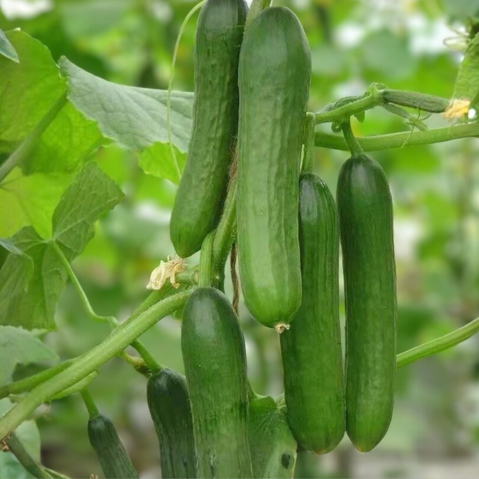 Cucumber Seeds Heirloom Non-GMO Marketer Variety 500 Count Vegetable Seeds for Home Garden