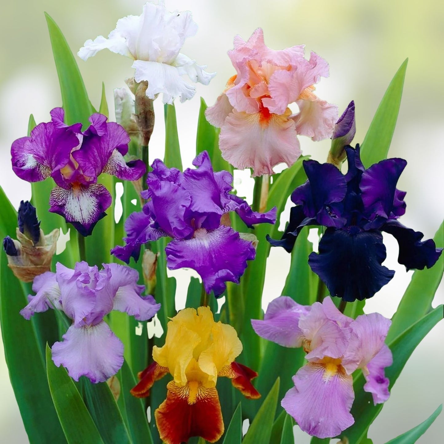 Iris Rhizomes Live Plant Set of 3 – Perennial Flower Bulbs – Mixed Colors for Garden Landscaping