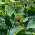 Shellbark Hickory Tree Seedlings 1 Gallon Pot | Carya laciniosa for Landscaping & Wildlife Habitat