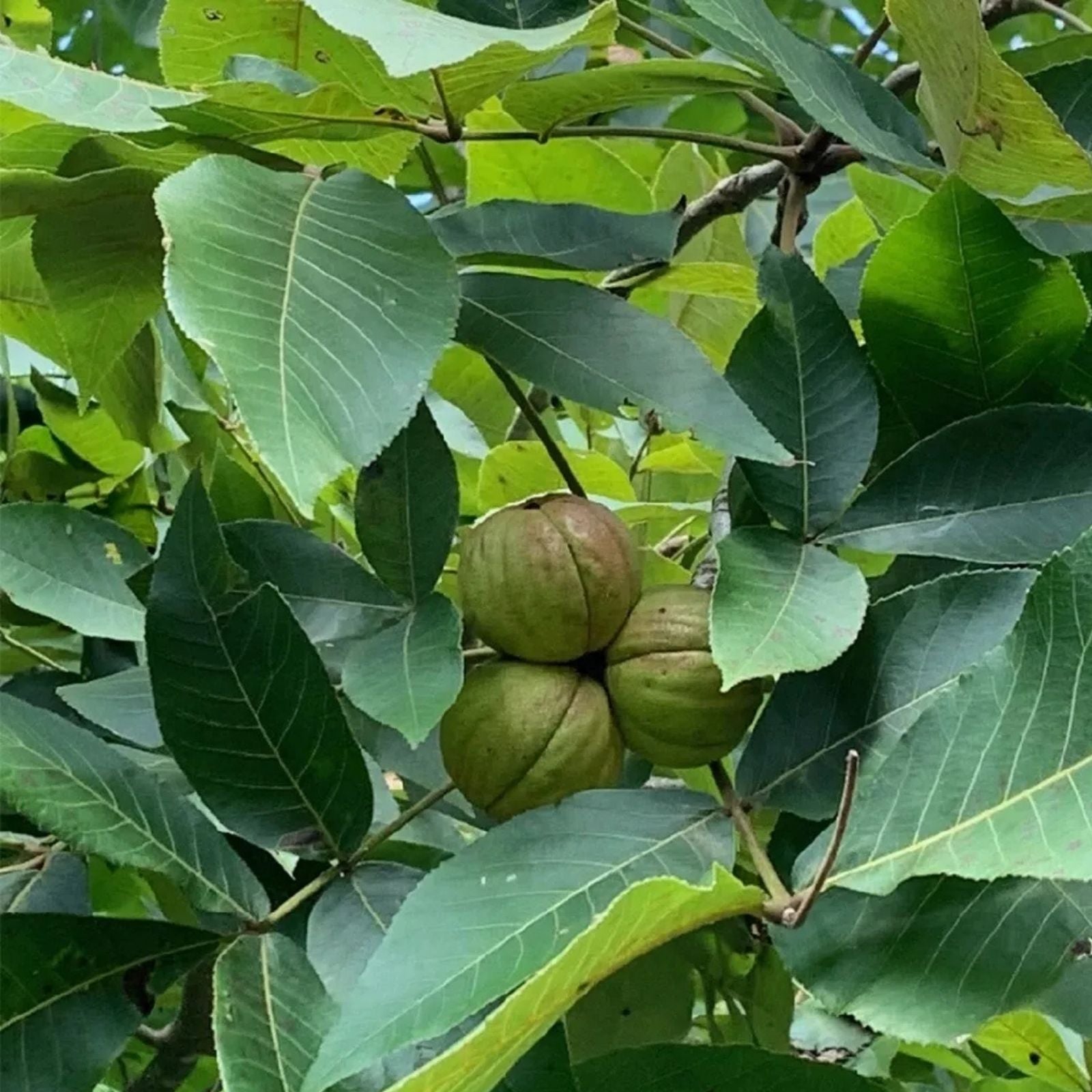 Shellbark Hickory Tree Seedlings 1 Gallon Pot | Carya laciniosa for Landscaping & Wildlife Habitat