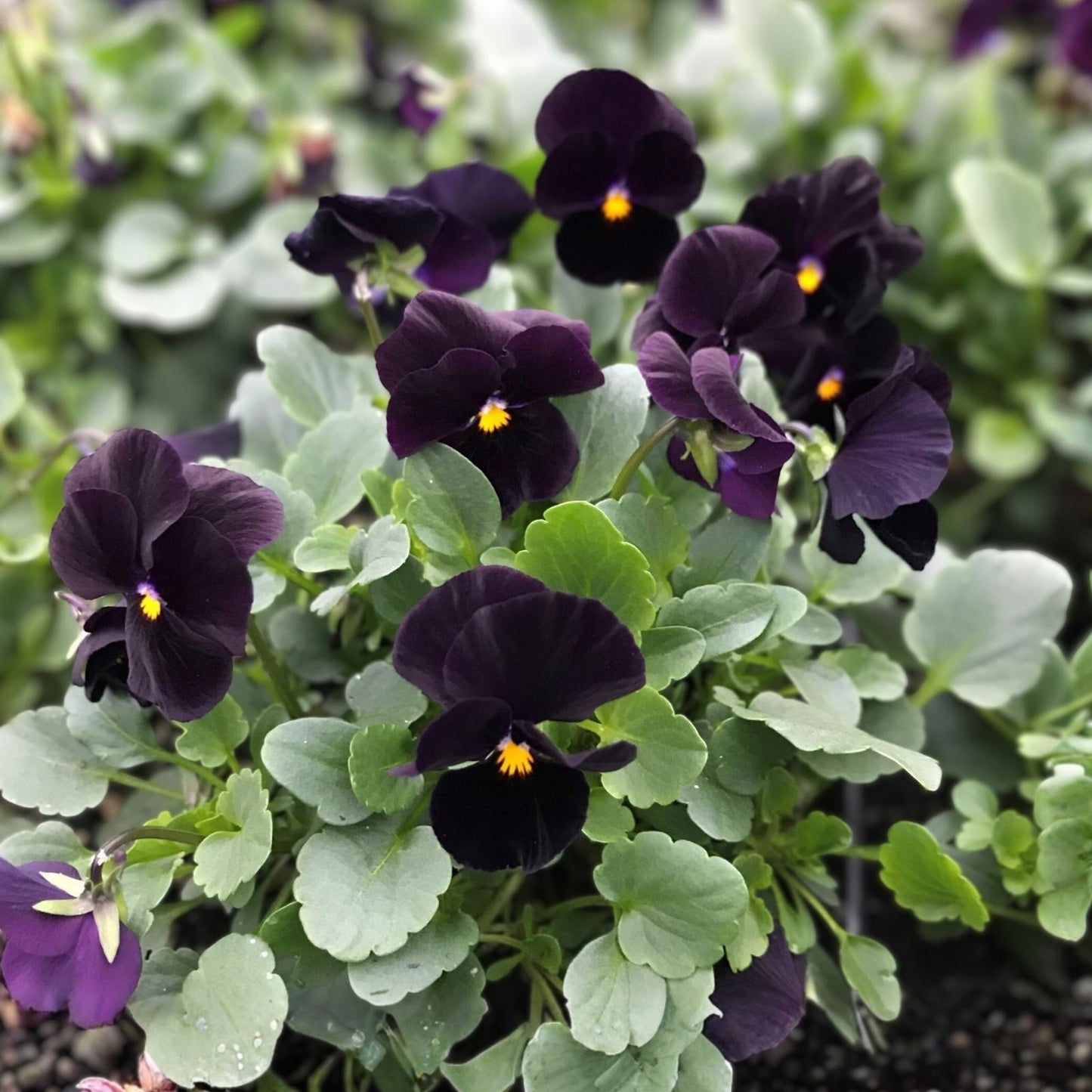 Black Pansy Seeds 100+ | Viola Tricolor Flower Seeds for Garden Landscaping | Live Plant or Cutting | Fresh Stock