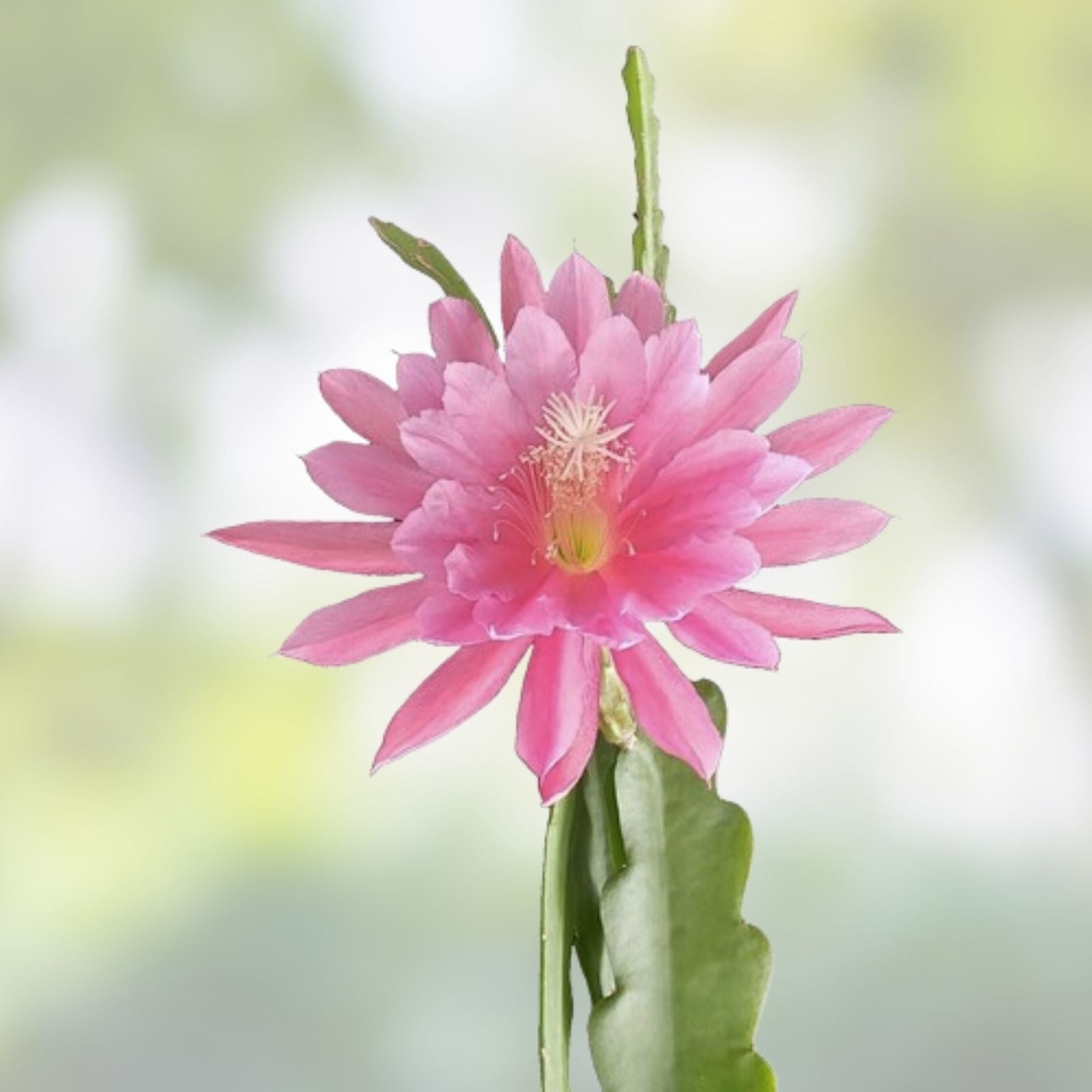 Epiphyllum Kazoo Unrooted Cutting - Rare Orchid Cactus Indoor Houseplant - Fast Growing, Unique Gardening Plant