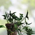 Shangri Ooh La La Exotic Indoor Plant Rooted Cutting Rare Tropical Foliage Houseplant Propagation