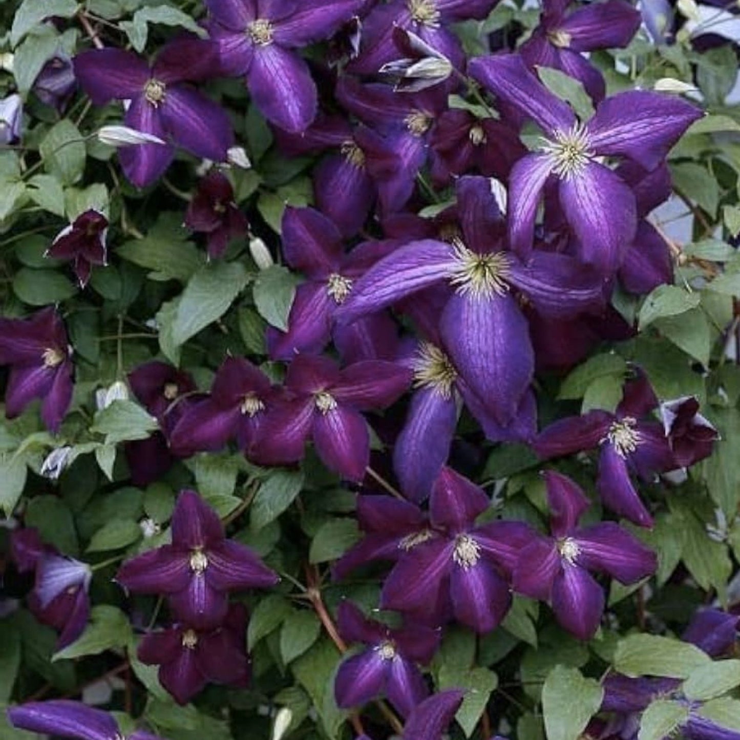 Purple Clematis Seeds - Perennial Flowering Vines - Clematis occidentalis - Garden Landscaping Plant Seeds - Fast Growing