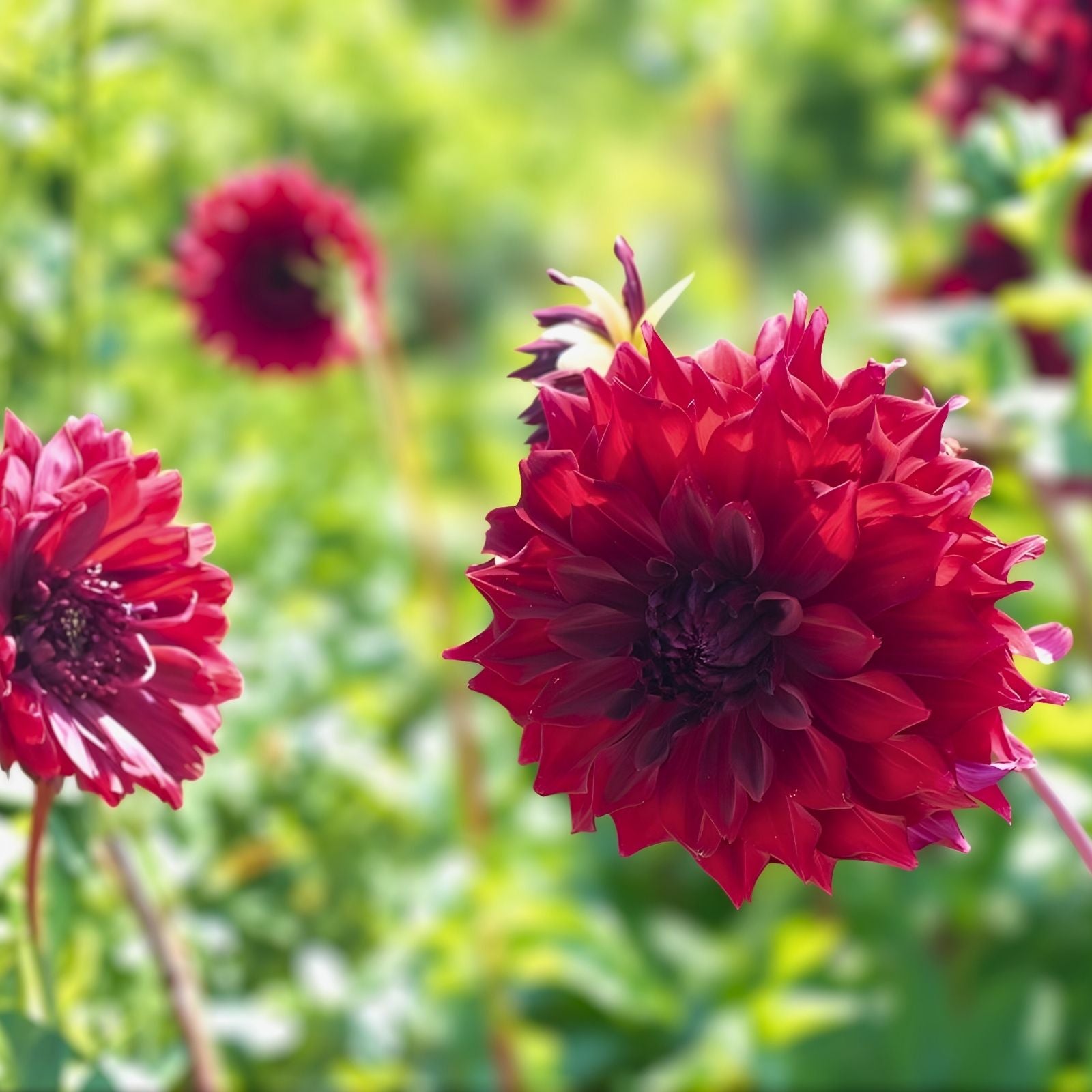 Dahlia Tuber Deep Velvet Red Double Ruffle Flower Plant Mingus Alex Live Bulb Starter Plant