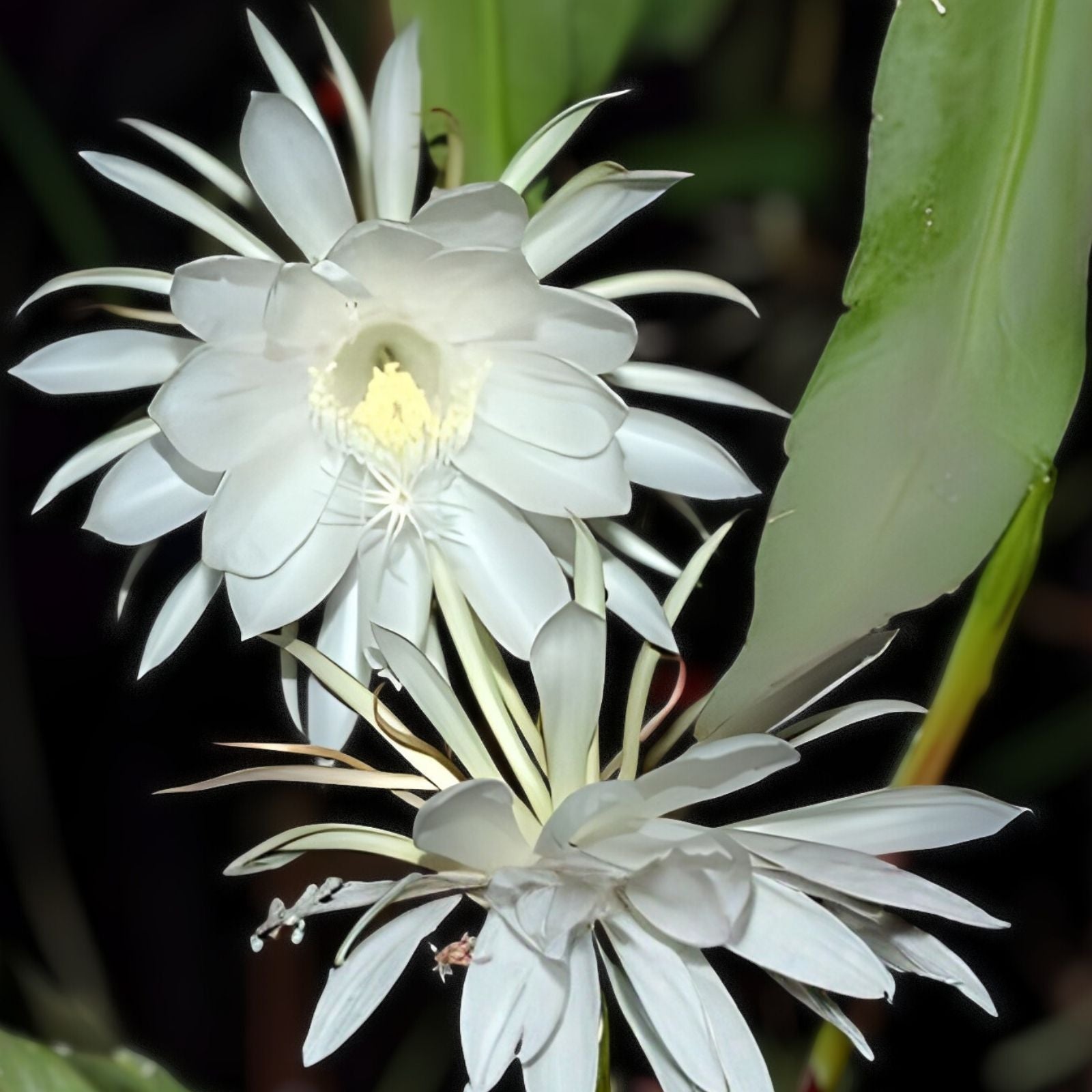 Queen of the Night Epiphyllum oxypetalum Cutting – Live Succulent Plant Propagation Starter Bare Root Houseplant
