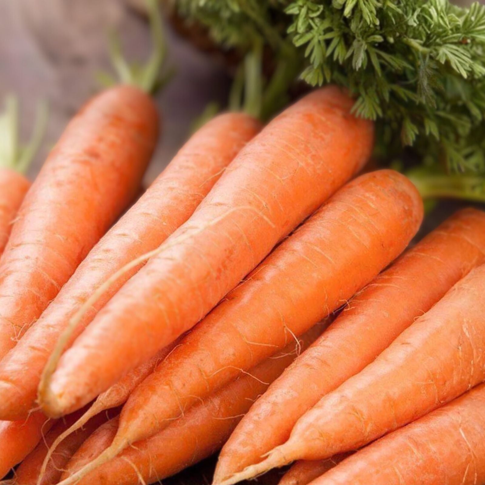 Scarlet Nantes Carrot Seeds – Heirloom Non-GMO Organic Vegetable Seeds, Daucus carota, 1000+ Starter Plants for Gardening