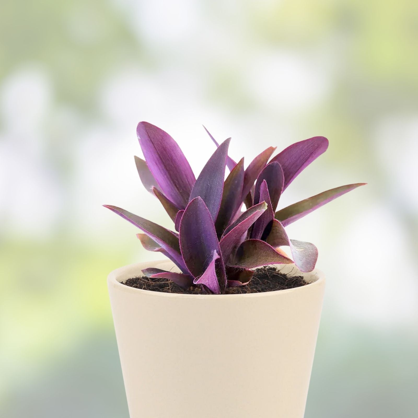 Tradescantia Plant - Variegated Purple Heart - Indoor Houseplant with Purple Foliage - Tradescantia pallida - Easy Care, Low Maintenance