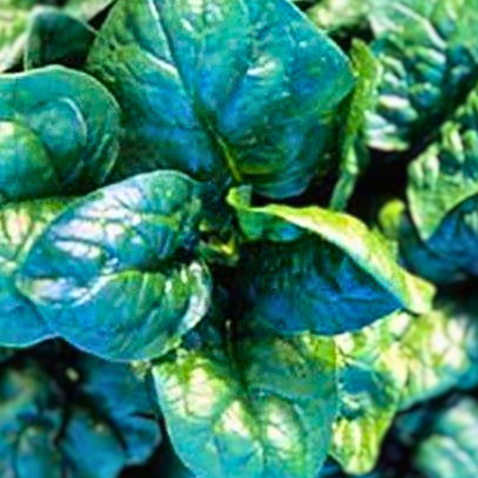 Heirloom Non-GMO Spinach Seeds New Zealand Variety Organic Leafy Greens for Gardening, Live Plant, Cutting, Starter Plant