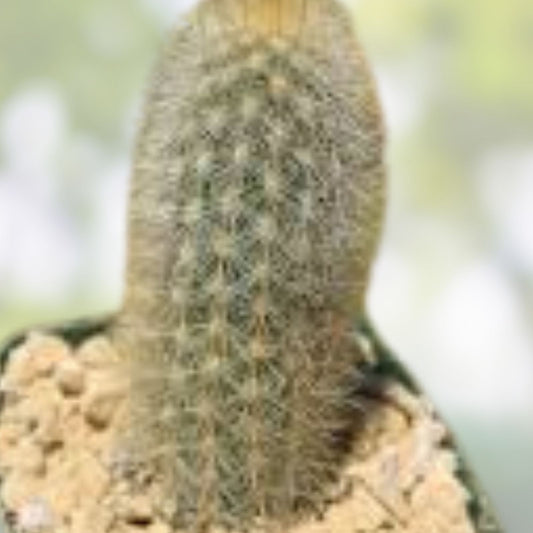 Haageocereus Pseudomelanostele Auriespinus Cactus – 7-8" Bareroot, Rare Succulent with Unique Spines, Fast Growing Plant