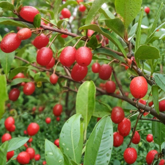 Goumi Cuttings Edible Red Fruit Plants Elaeagnus multiflora Permaculture Tree Live Starter Plant