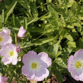 Showy Evening Primrose Seeds Oenothera Speciosa Perennial Flower Seeds 500 Organic Live Plant Cutting