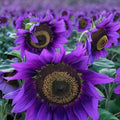 50pcs Purple Sunflower Seeds Violet Majesty Rare Helianthus annuus Ornamental Garden Flower Seeds