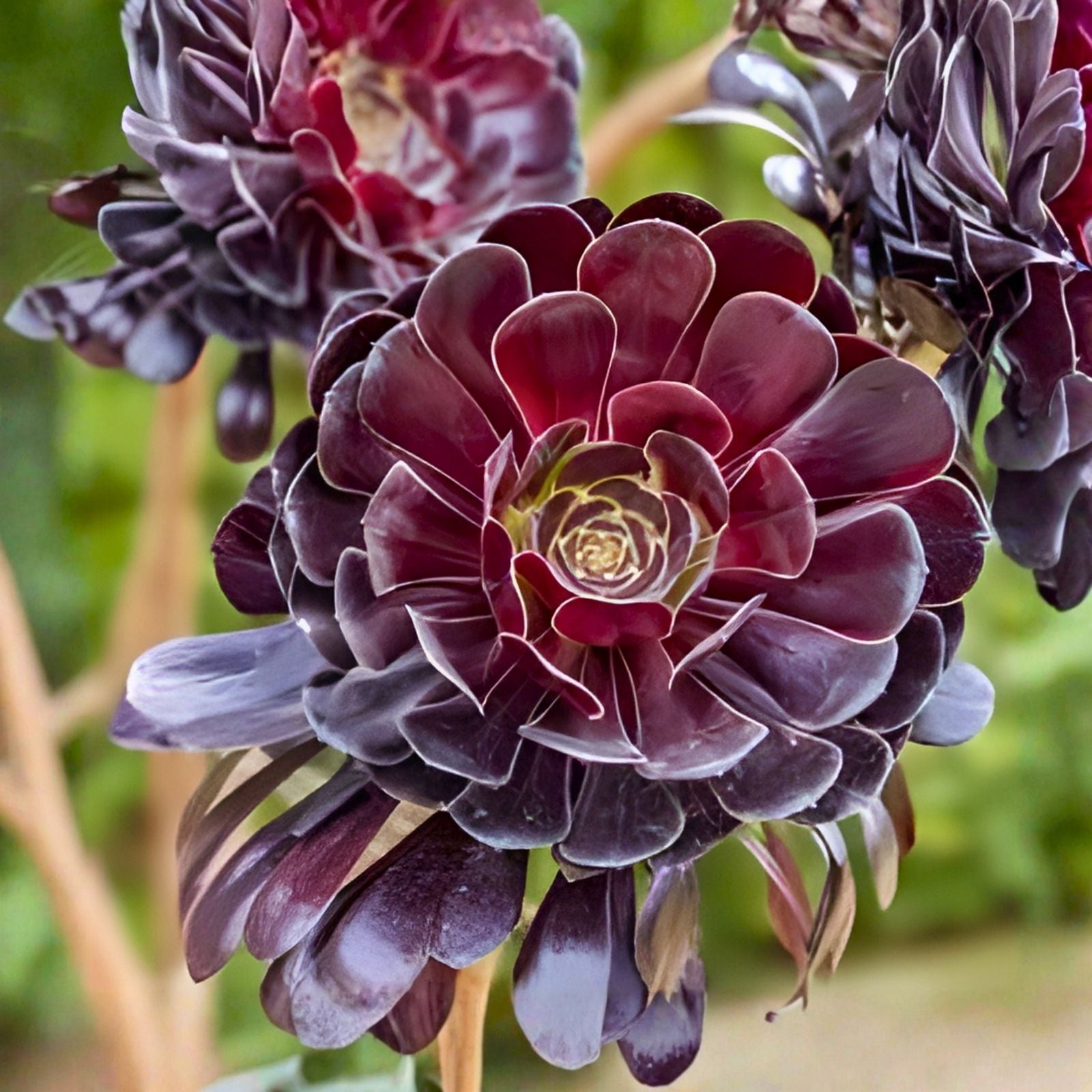 Aeonium Black Rose Cutting 3-4" Succulent Plant Dark Purple Foliage Echeveria Family Live Plant Houseplant