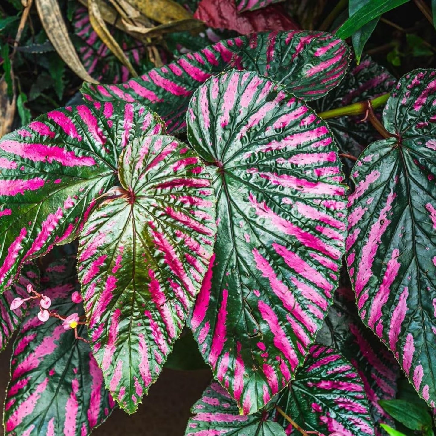 Caladium Bulbs 6 Pack Festiva Variety, Colorful Elephant Ear Plant, Tropical Indoor Outdoor Foliage, Live Starter Bulbs, Non-GMO