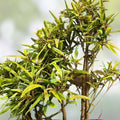 Willow Bonsai Tree Forest Kit – 8 Inch Pot, Tray, Soil, 15 Salix spp. Miniature Trees for Gardening and Decor