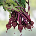 Black Kurinishiki Squash Seeds - 10 Seeds - Rare Edible Black Cucurbita maxima Vegetable Seeds