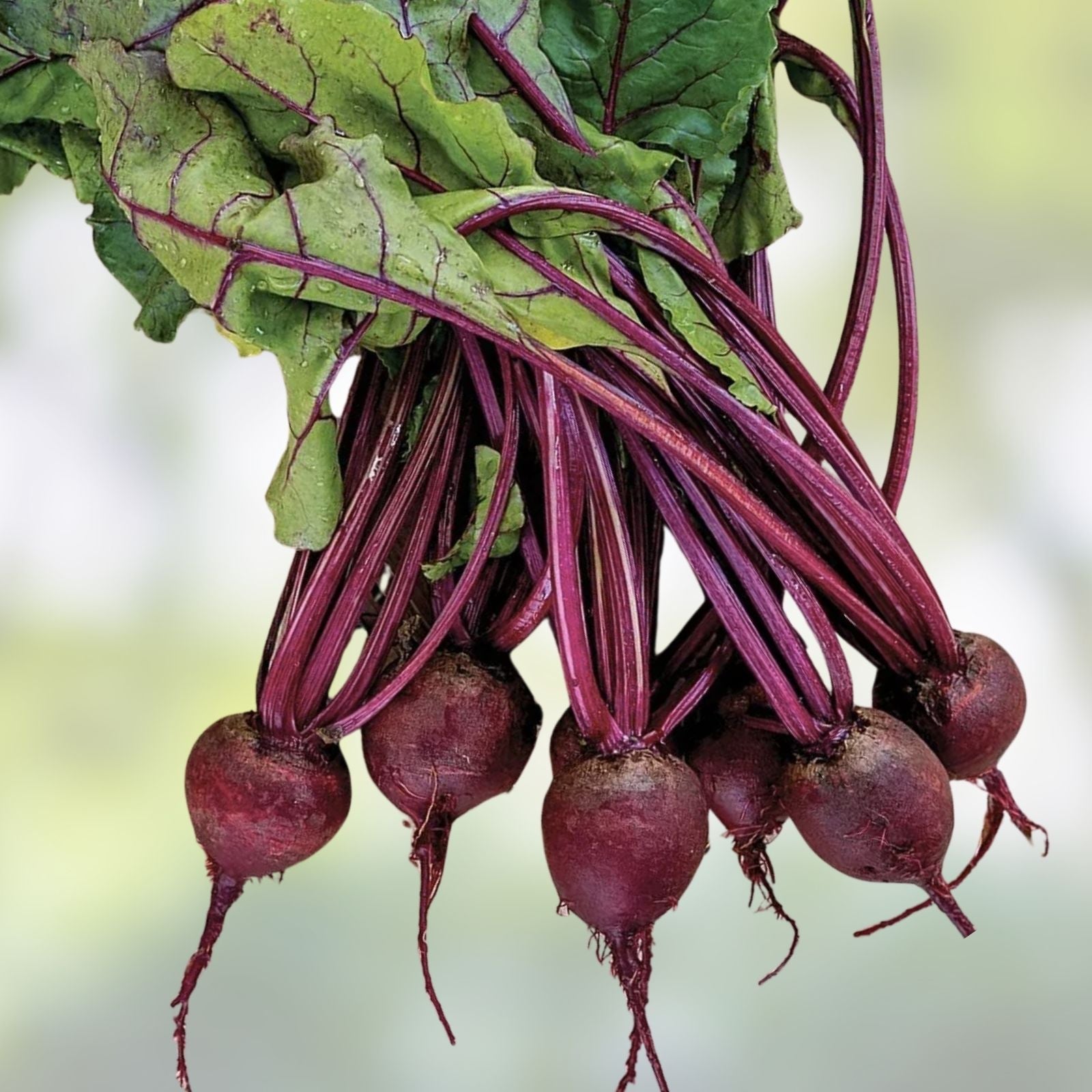 Black Kurinishiki Squash Seeds - 10 Seeds - Rare Edible Black Cucurbita maxima Vegetable Seeds