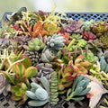 Assorted Succulent Cuttings Variety Pack Live Plants for Propagation Gardening Houseplant Starter