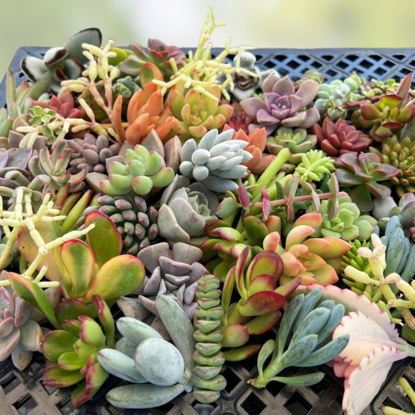 Assorted Succulent Cuttings Variety Pack Live Plants for Propagation Gardening Houseplant Starter