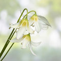 White Avalanche Lily Seeds 10 Pack Erythronium montanum Perennial Flower Seeds USA Grown