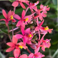 Epidendrum Orchid Cutting 8" Magenta Yellow Center Tropical Flowering Plant, Live Houseplant, Starter Plant, Bare Root