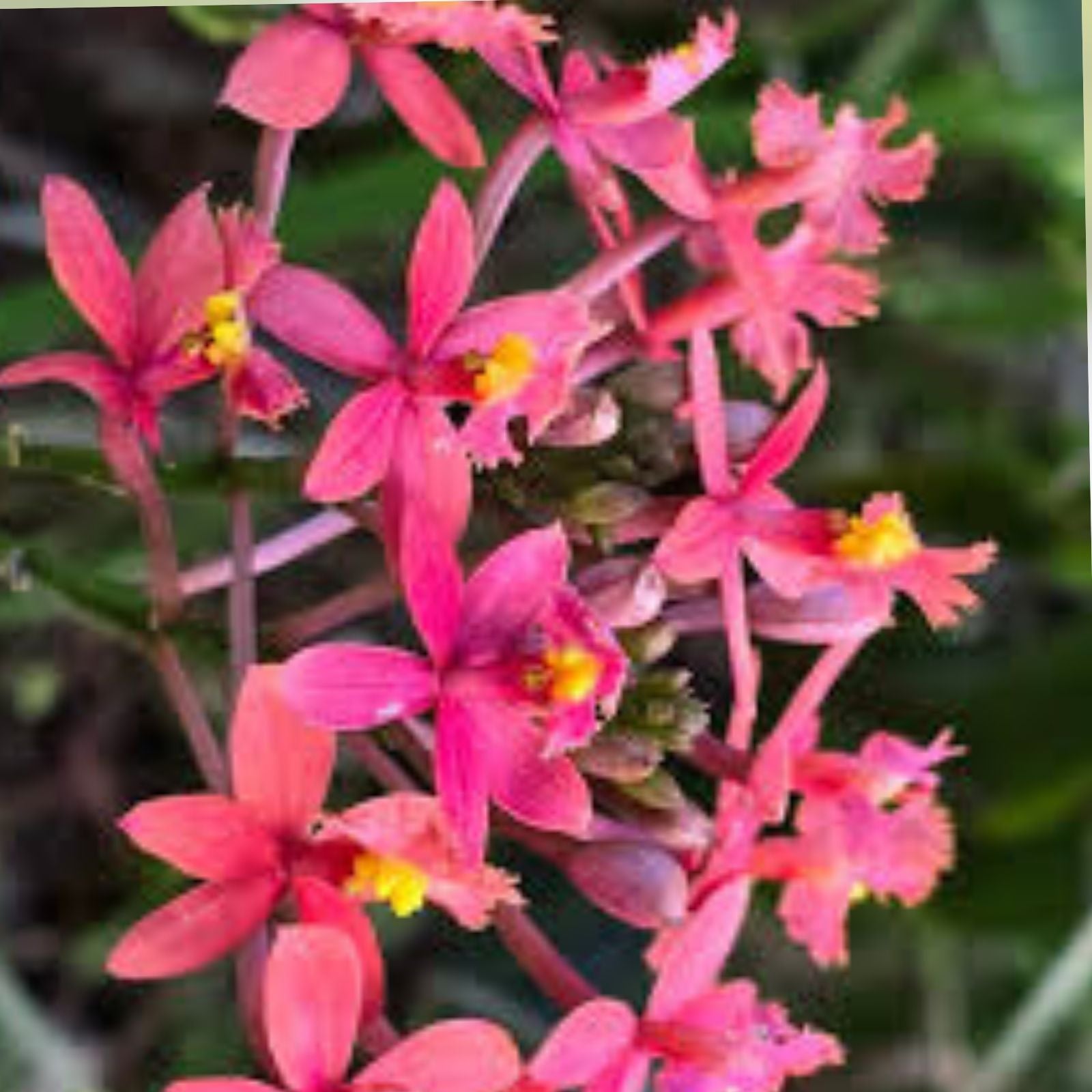 Epidendrum Orchid Cutting 8" Magenta Yellow Center Tropical Flowering Plant, Live Houseplant, Starter Plant, Bare Root