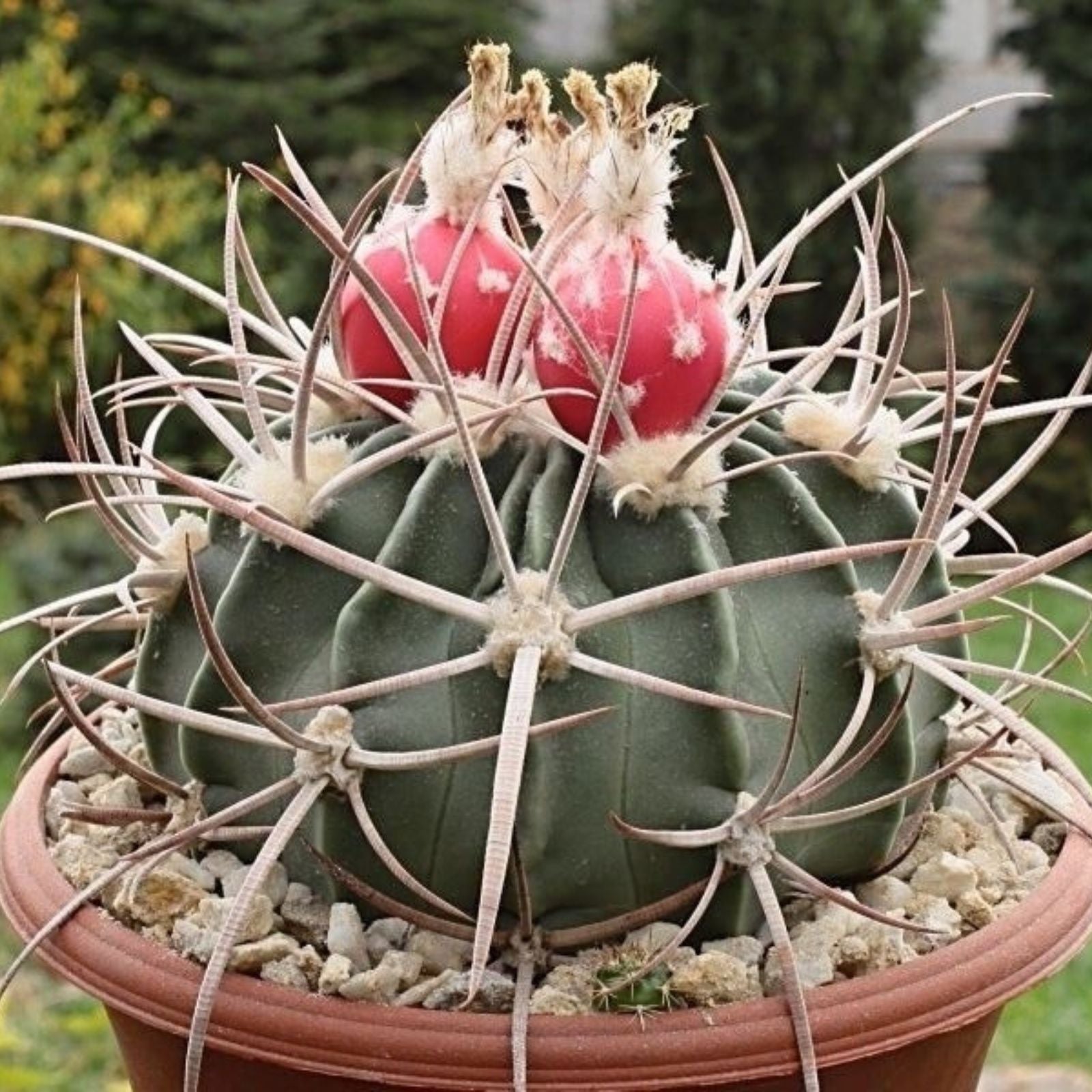 Echinocactus texensis Horse Crippler Cactus Live Plant Desert Succulent Drought-Tolerant Houseplant Starter Cutting